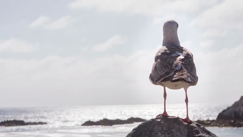 Seagull taking off from a rock above the ocean, capturing wildlife in motion, coastal scenery, and the freedom of birds in 4K.