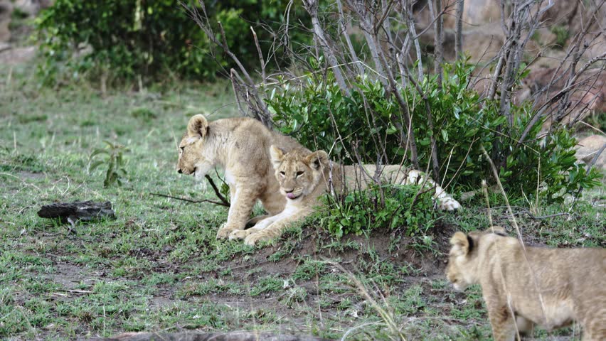 Lion cubs explore their savanna habitat in Masai Mara, Kenya. The playful animals pounce, stalk, and climb on a small tree as their pride rests in the background during the day.