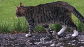 Tabby pet cat exploring garden super slow motion close up shot super slow motion selective focus - Powered by Shutterstock - Get 15% off with code: PIKWIZARD15