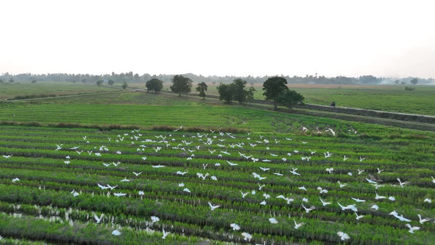 Aerial view of farmer in tractor preparing land for rice planting with birds flying around. Farmer working in rice field by tractor. Already ploughed and tilled fields on background.