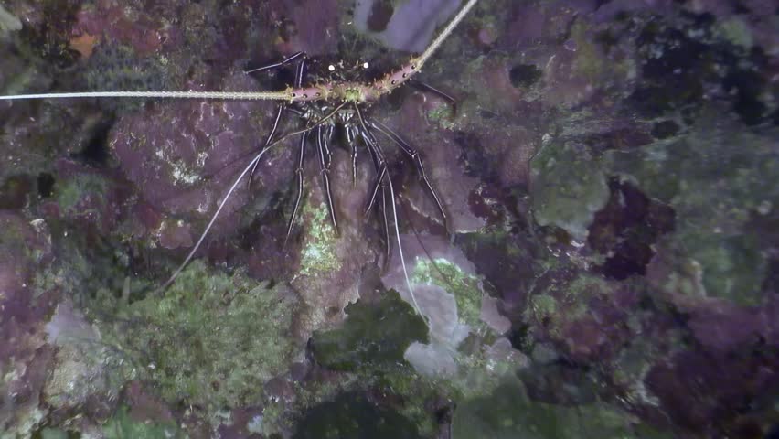 This shows spiny lobster, with its distinctive white spots, resting among coral and rocky formations of Bonaire National Marine Park. Clear waters of Caribbean Sea provide vibrant backdrop.