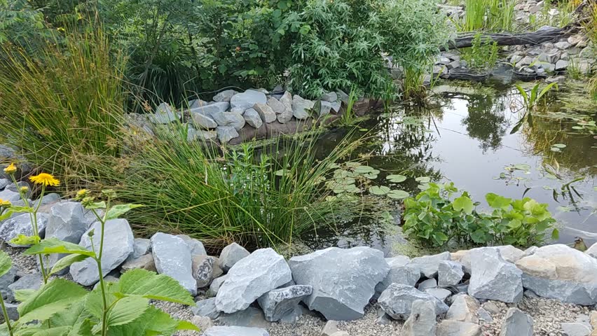 Garden pond with plants and waterfall. Beutiful green scenery 