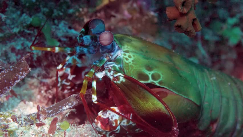 Observe a vibrant Peacock Mantis Shrimp, Odontodactylus scyllarus, nestled amidst the colorful coral reefs. This captivating encounter unfolds underwater in the Philippines.
