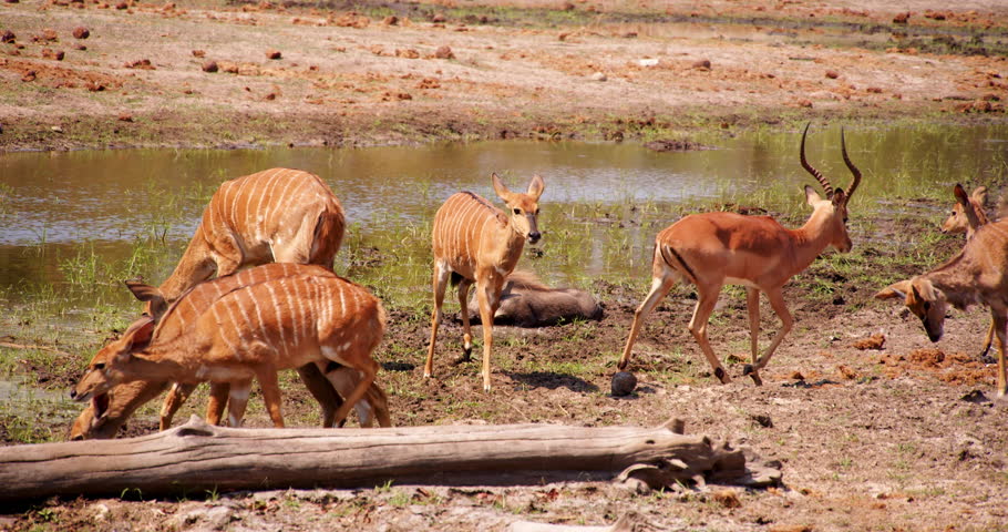 Herd of nyala antelope arrives at a watering hole in Kruger Park. 