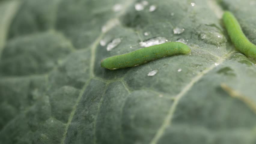 Green cabbage caterpillar crawling on wet cabbage leaf, revealing destructive feeding behavior of agricultural garden pest with water droplets surrounding larva