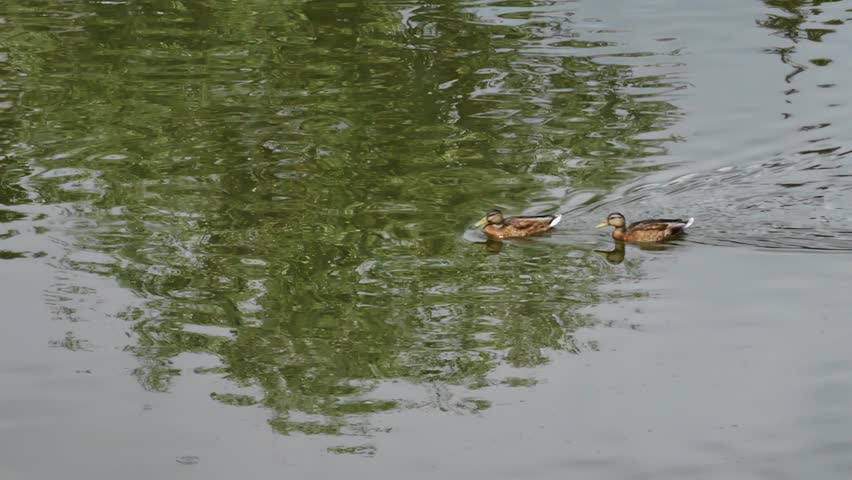 Two ducks swim on the water in a pond. The camera is watching these birds.