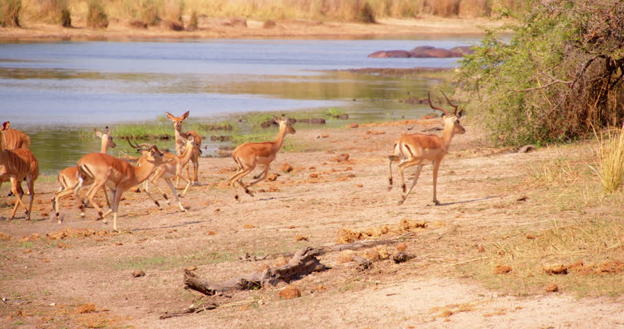 Herd of nyala antelope arrives at a watering hole in Kruger Park. 
Panorama of the African savannah with a lake and nyala antelope.
