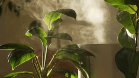 Humidifier producing a stream of vapor that moisturizes the lush green leaves of a houseplant, illuminated by warm sunlight to create a comfortable and healthy home environment - Powered by Shutterstock - Get 15% off with code: PIKWIZARD15