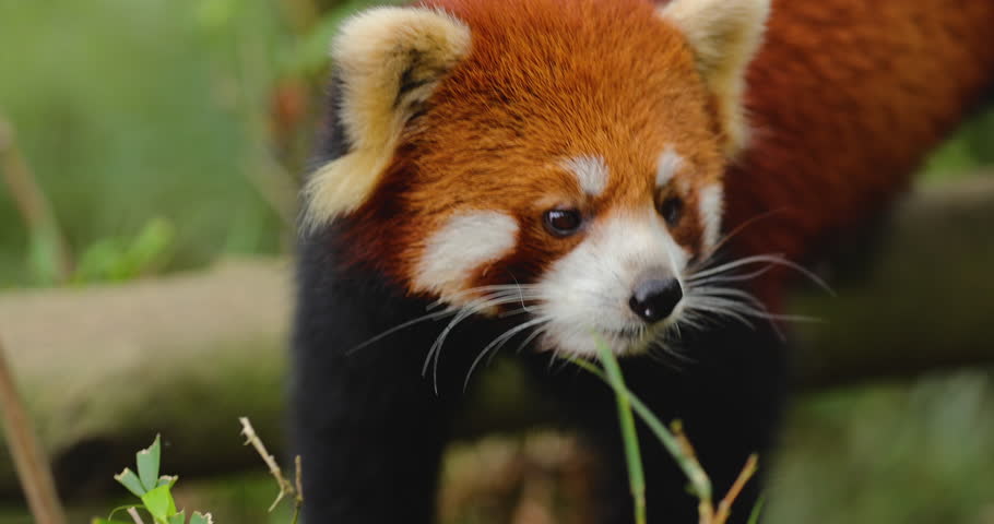 One red panda in the forest
