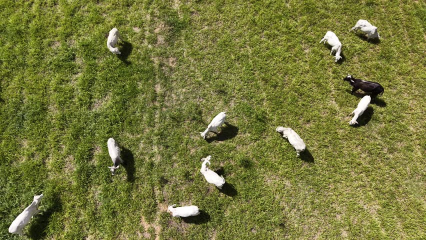Aerial view of cows grazing in a green field, with a black cow standing out among the white ones, creating a contrast in the rural landscape