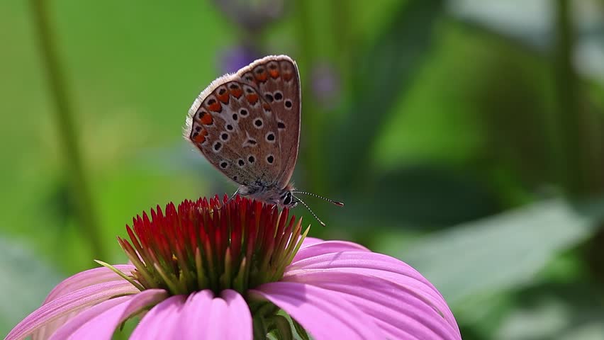 female polyommatus icarus the common blue butterfly on a echinacea purpurea blossom