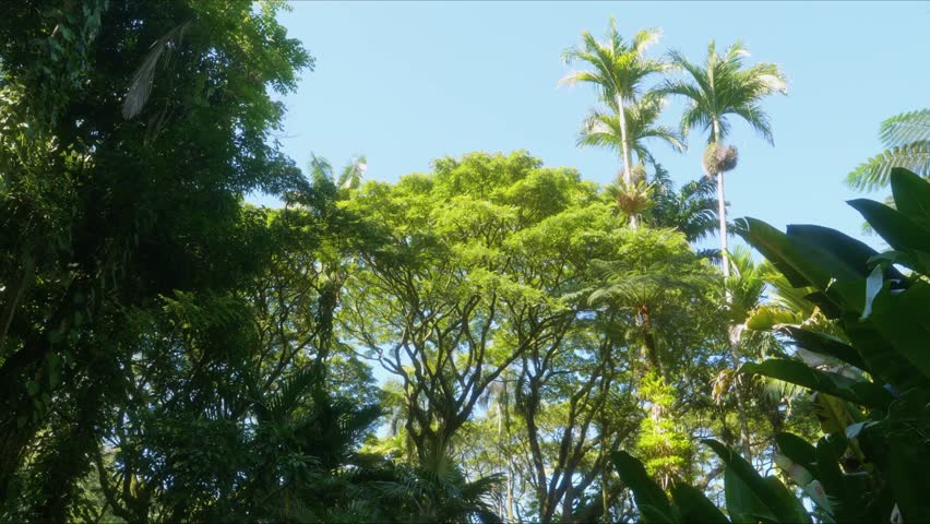 view of a vibrant, sun drenched tropical forest canopy, featuring various green trees, including towering palm trees, against a clear blue sky in a Hawaiian botanical garden. Captures the serene beaut
