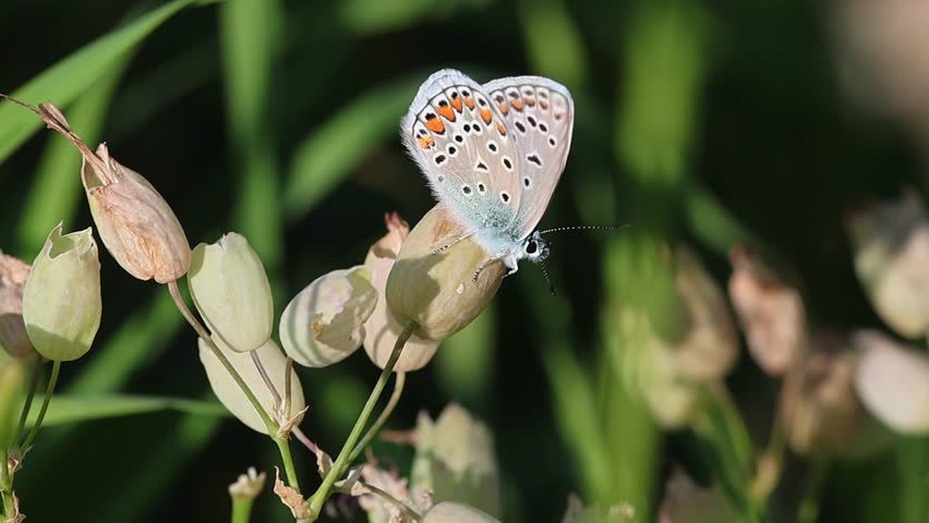 male polyommatus icarus the common blue butterfly on a silene vulgaris blossom