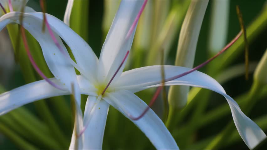 close up footage of a beautiful white Spider Lily Crinum asiaticum in full bloom, showcasing its delicate petals and distinctive long stamens. Filmed in a lush botanical garden in Hawaii, this video c