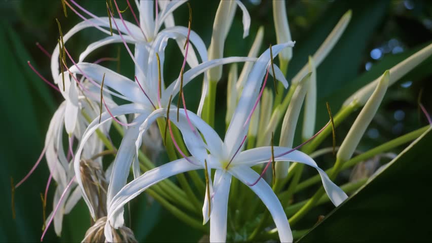 Close up footage of beautiful white Giant Crinum Lilies Crinum asiaticum, also known as Spider Lilies or Poison Bulbs, blooming vibrantly amidst lush green foliage in a botanical garden in Hawaii. The