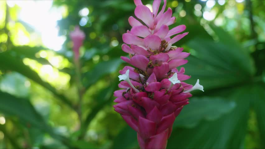close up shot of a stunning pink Alpinia purpurata, also known as Red Ginger or Ostrich Plume, showcasing its vibrant color and intricate structure amidst lush green foliage in a tropical Hawaiian bot