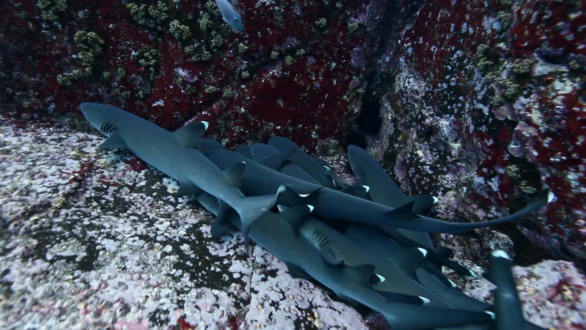 A school of white finned sharks rests in a cave, illuminated by the Pacific Ocean
