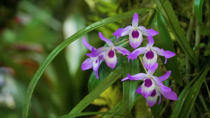Close up footage showcasing the exquisite purple and white blooms of Noble Dendrobium orchids Dendrobium nobile thriving in a lush Hawaiian botanical garden.