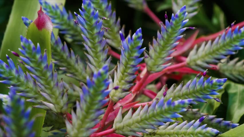Close up shot of a stunning Aechmea Blue Tango bromeliad, showcasing its distinctive blue and green inflorescence with red accents, thriving within a lush botanical garden in Hawaii. This exotic plant