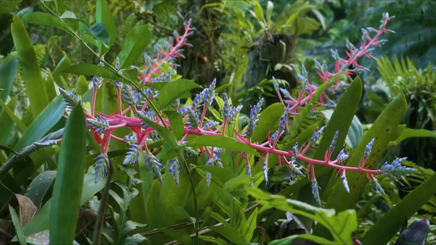 Close up footage showcasing the stunning Aechmea 