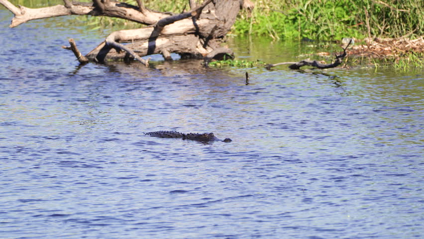 American alligator in natural habitat. Dangerous reptile swimming in fresh water river in Florida, USA.