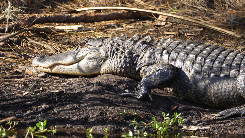 American alligator on lake bank in Florida wetlands. Reptilian predator native to USA south.