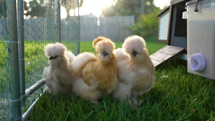 Silkie chicks in free range chicken coop. Poultry hen house with green grass in backyard garden.