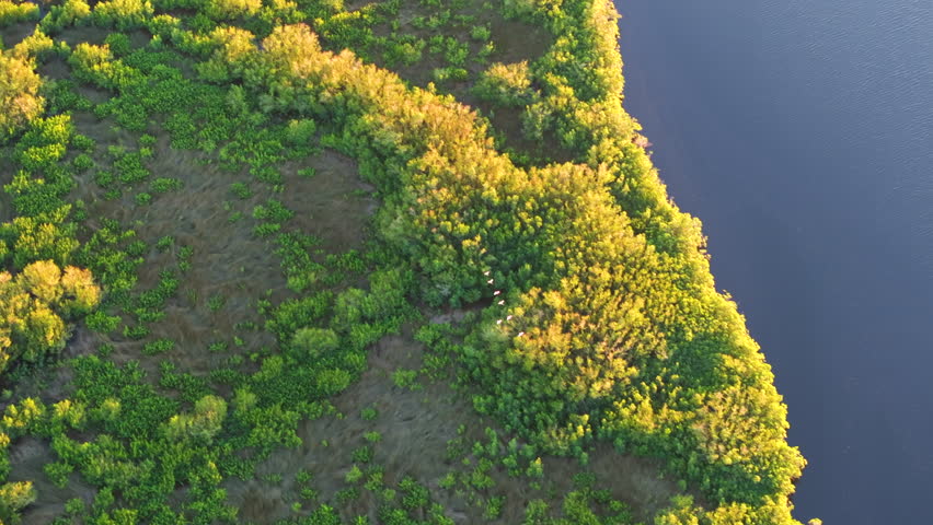 Southern Florida wetlands with white egret wild birds flying over green shrubs between river waters. Aerial view of wildlife in natural habitat
