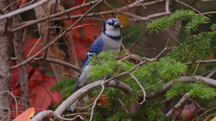 Canadian Blue Jay Sitting On Red And Yellow Autumn Leaves Branch. Charming Blue Jay Resting On A Bright Autumn Branch In A Nova Scotia Forest, Surrounded By Vivid Fall Colors And Golden Light.