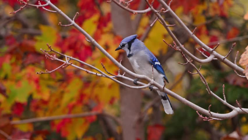 Wild Blue Jay On Autumn Tree Nova Scotia Canada Nature Scene. Stunning Wild Bird Sitting On A Branch With Red And Yellow Leaves In The Colorful Forest Of Nova Scotia During Fall Season.