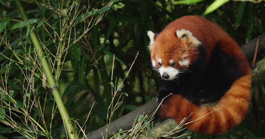 One red panda in the forest