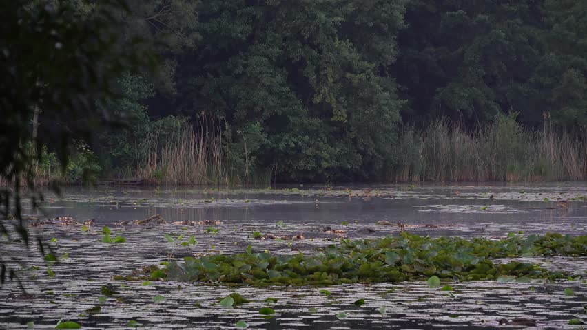 Misty lake at dawn with water lilies and reeds, calm water surface surrounded by forest, perfect setting for carp fishing in peaceful natural atmosphere.