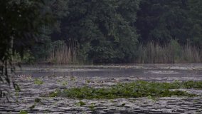 Misty lake at dawn with water lilies and reeds, calm water surface surrounded by forest, perfect setting for carp fishing in peaceful natural atmosphere. - Powered by Shutterstock - Get 15% off with code: PIKWIZARD15