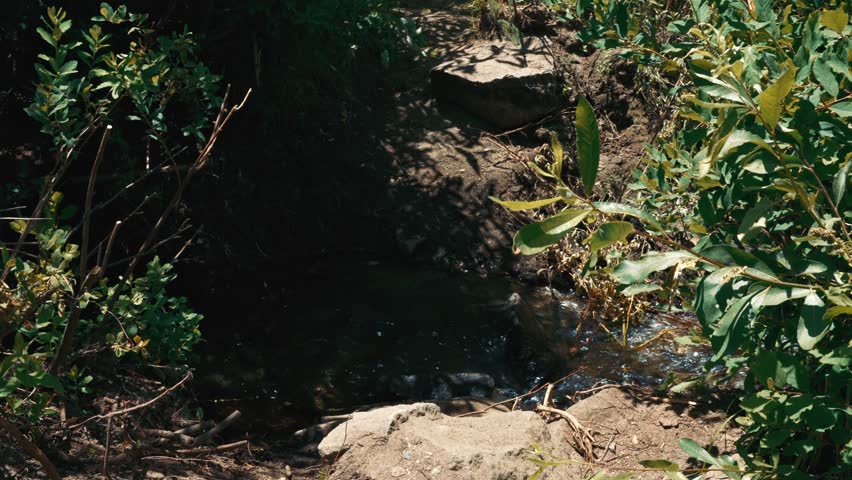 Small stream among green bushes and stones