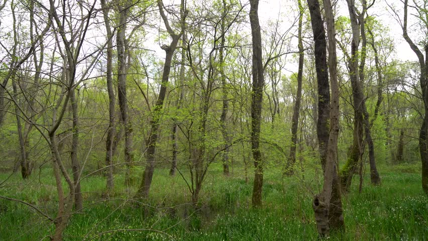 Green Trees and Pond in Peaceful Forest Landscape