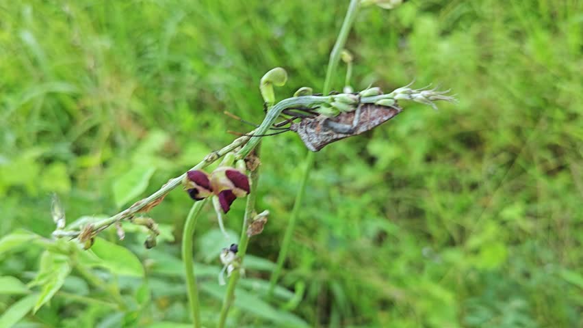Coreid leaf footed bugs hanging on the wild weed twig plant. 
