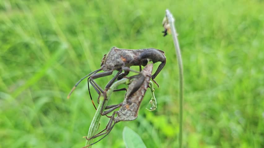 Coreid leaf footed bugs hanging on the wild weed twig plant. 
