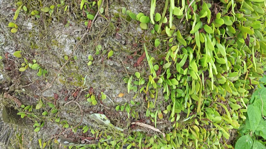 looking above the oil palm tree trunk of a sprouting the wild bird