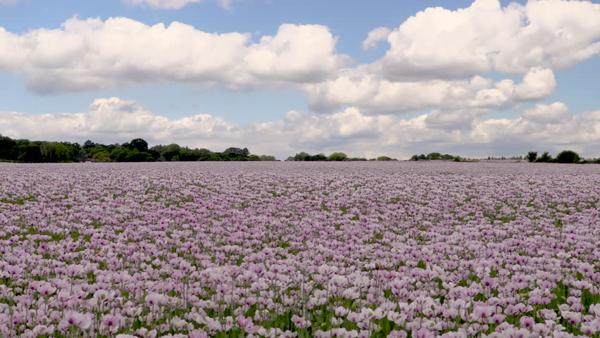Time lapse video clip of clouds moving over a field of flowers pink poppies 
