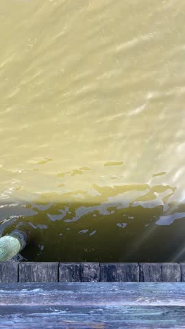 Peaceful Lake Surface with Rippling Water and Tiny Fish | Tranquil Nature Background