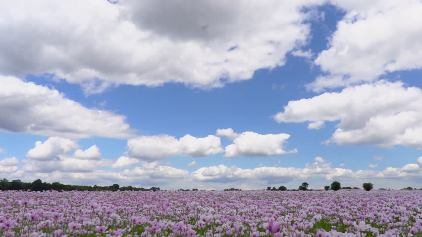 Clouds in a blue sky over a field of pink poppies, flowers
