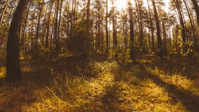 Season Change Concept. Woodland Time Lapse, Time-lapse. Amazing Bright Sun Shining In Coniferous Forest. Sunlight Sunrays Sunbeams Shine Through Trees In Autumn Forest Landscape. Fall Coming. Slider. - Powered by Shutterstock - Get 15% off with code: PIKWIZARD15