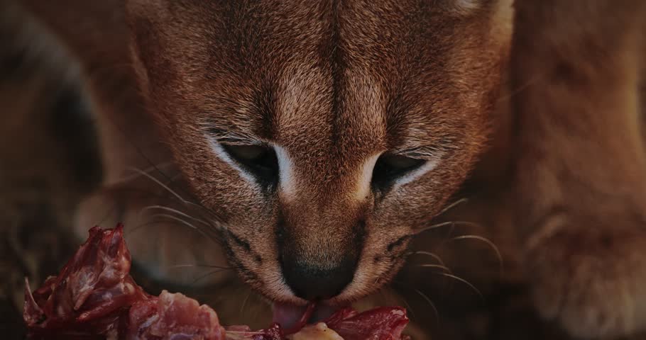 A graceful caracal enjoys piece of meat, showcasing its beauty. slow motion footage,
