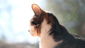 An old tabby cat relaxing with melted snow dripping from the roof in the background - Powered by Shutterstock - Get 15% off with code: PIKWIZARD15