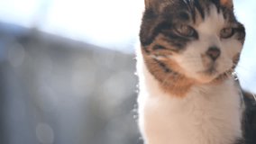 An old tabby cat relaxing with melted snow dripping from the roof in the background - Powered by Shutterstock - Get 15% off with code: PIKWIZARD15