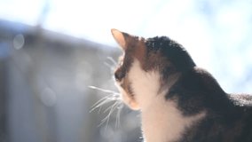 An old tabby cat relaxing with melted snow dripping from the roof in the background - Powered by Shutterstock - Get 15% off with code: PIKWIZARD15