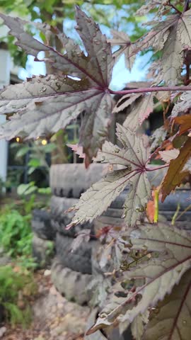 Deep Burgundy Hibiscus Flower in Morning Light