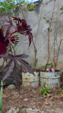 Deep Burgundy Hibiscus Flower in Morning Light