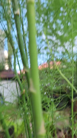 Asparagus Fern Berries and Flowers Close-Up in Natural Garden