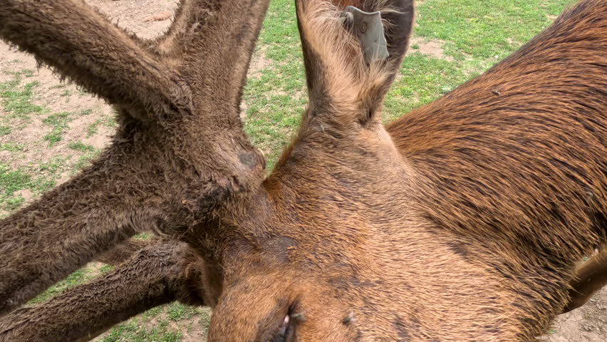 A beautiful rocky mountain elk comes close. Partial view of his amazing antlers. Grassy field in the background of view.